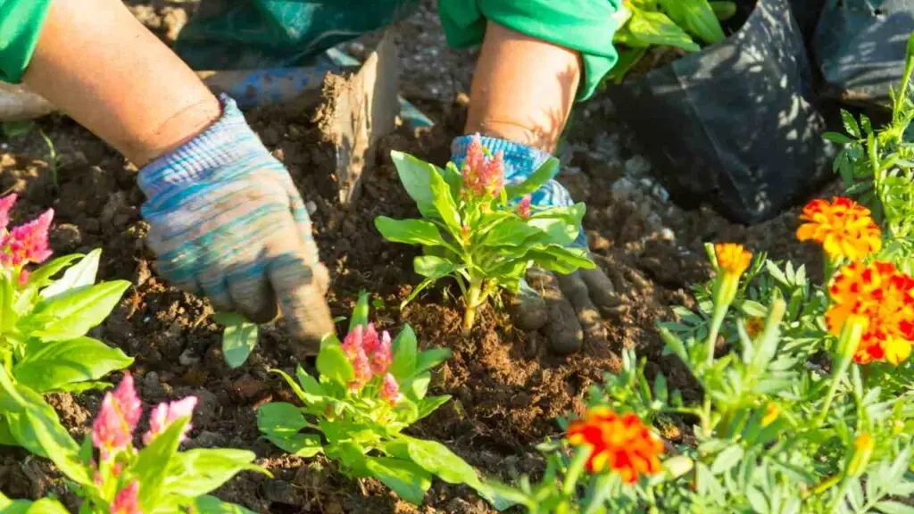 gardening benefits