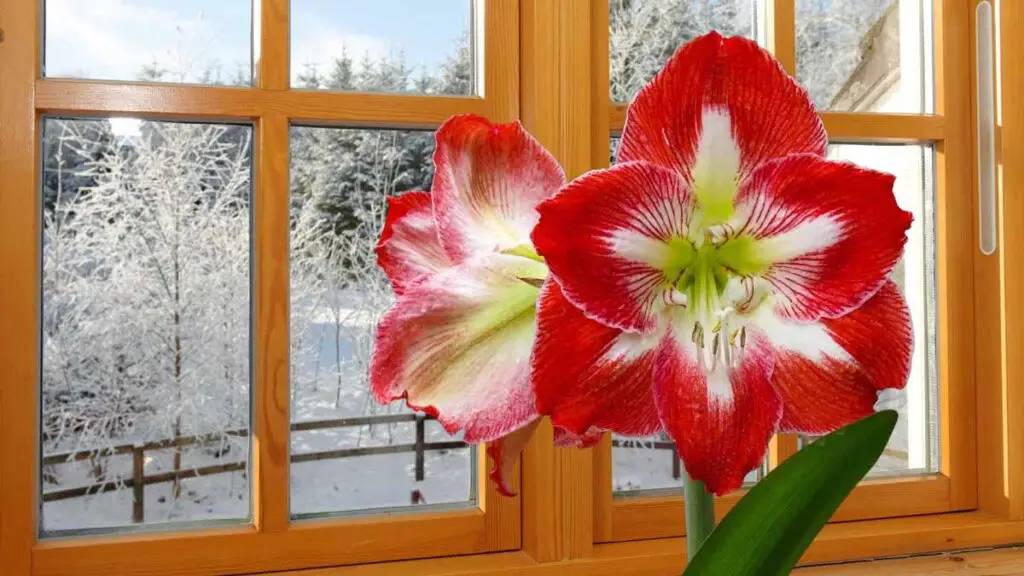 how to plant care amaryllis