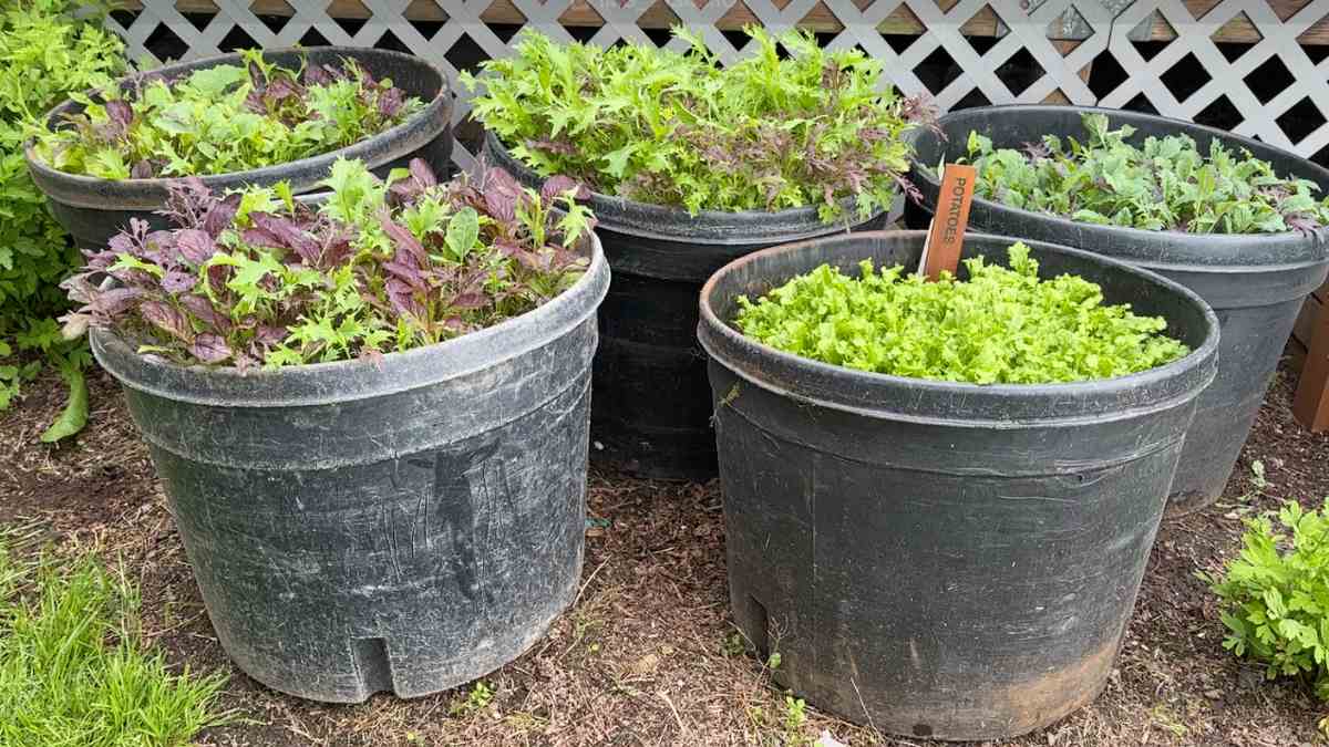 Double the Harvest: How to Grow Potatoes in Containers | The Upbeet ...