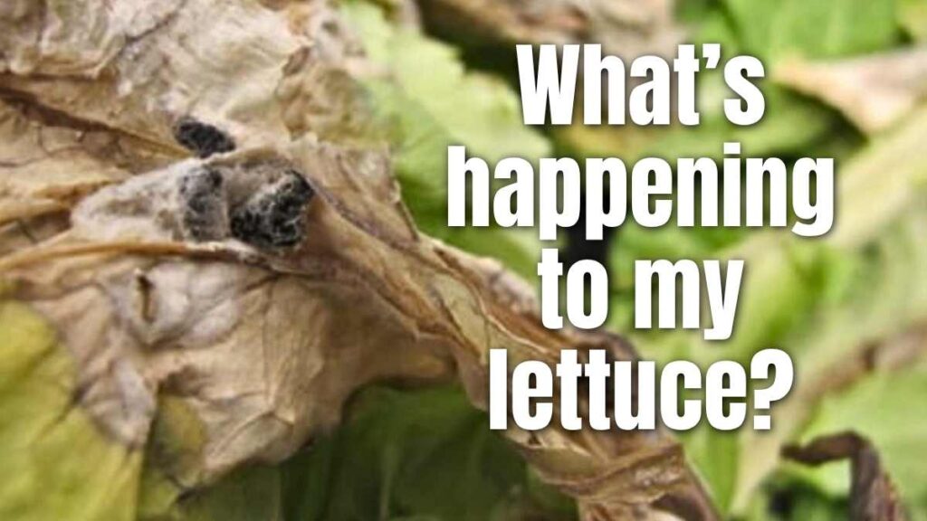 lettuce browning from crown rot