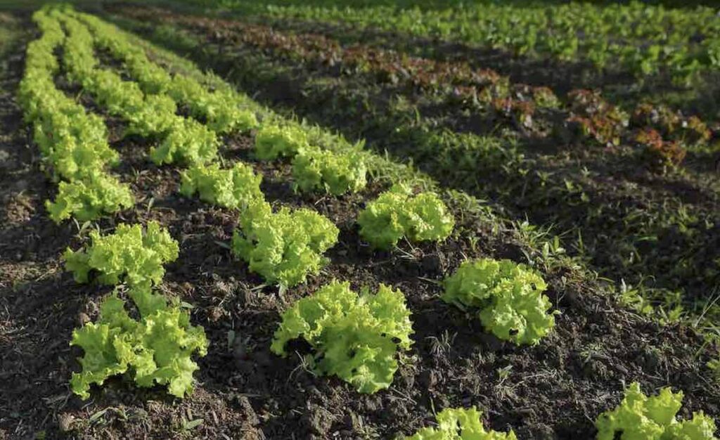 growing lettuce with ample spacing