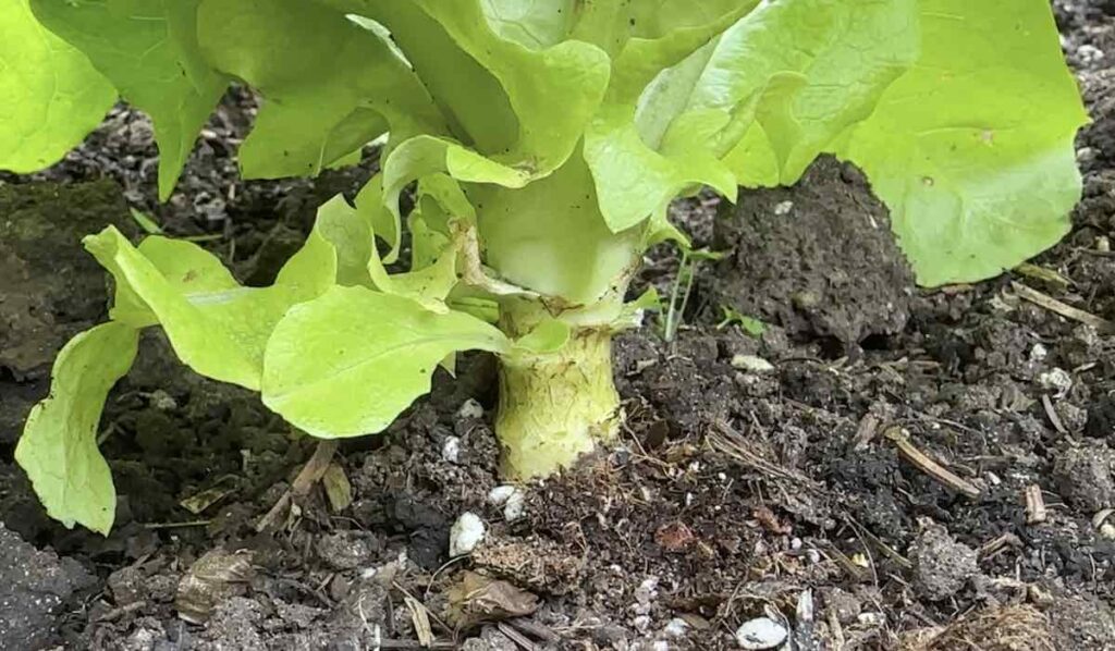 lettuce crown