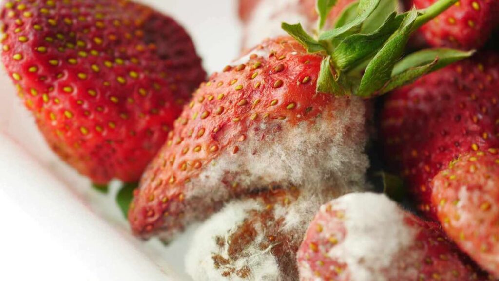 gray mold on strawberries