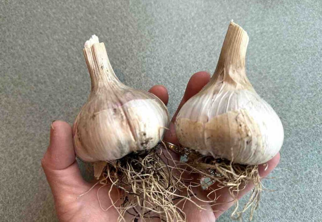 garlic bulbs