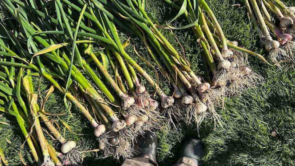 garlic lined up for curing