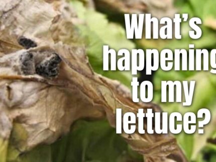 lettuce browning from crown rot