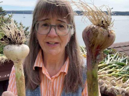 choosing garlic for storage